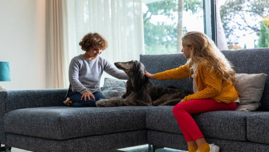 5 bevált tipp, hogy kutya mellett is tiszta maradjon a kanapé