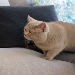 A macskabiztos kanapé fő szempontjai