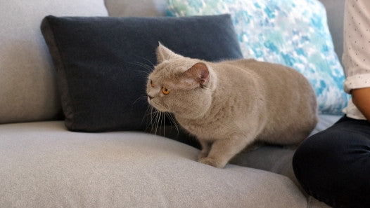 A macskabiztos kanapé fő szempontjai