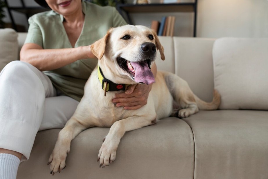 állatbarát kanapé